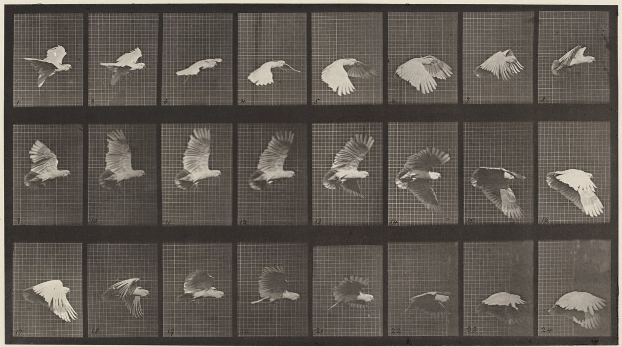 Placa número 758. Cacatúa volando de Eadweard Muybridge