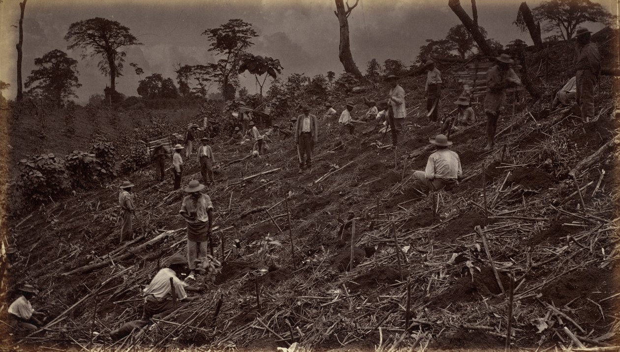 Establecimiento de una plantación de café en Antigua de Guatemala,1875, publicado en 1877 (foto) de Eadweard Muybridge