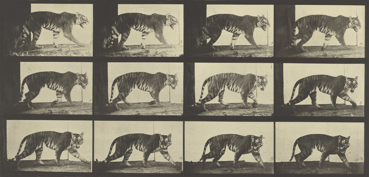 Tigre caminando, Placa 729 de Animal Locomotion, 1887 de Eadweard Muybridge