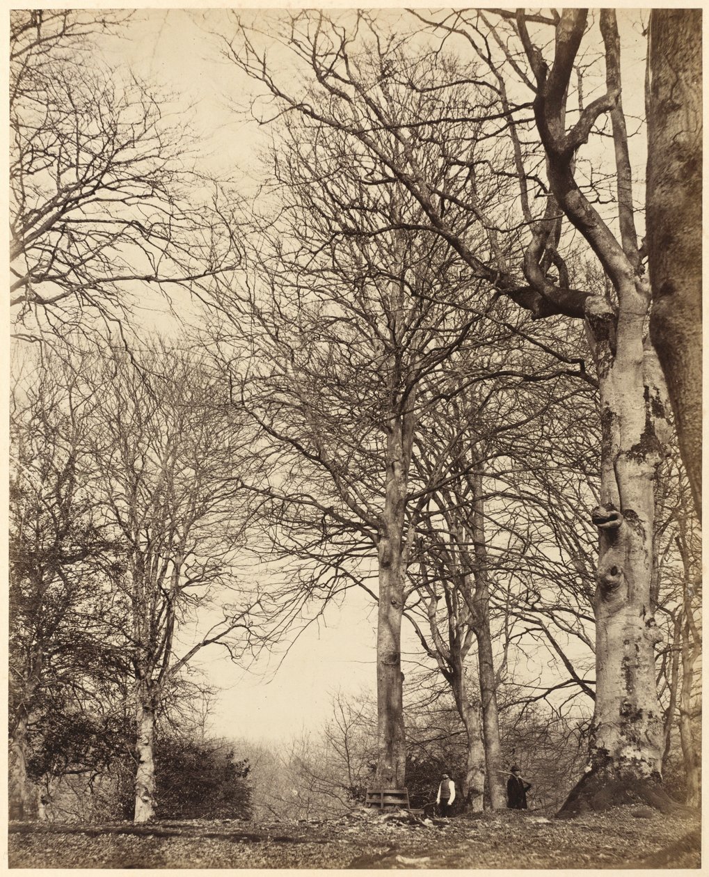 Haya de la Reina Adelaida,1864 (foto) de Earl of Caithness