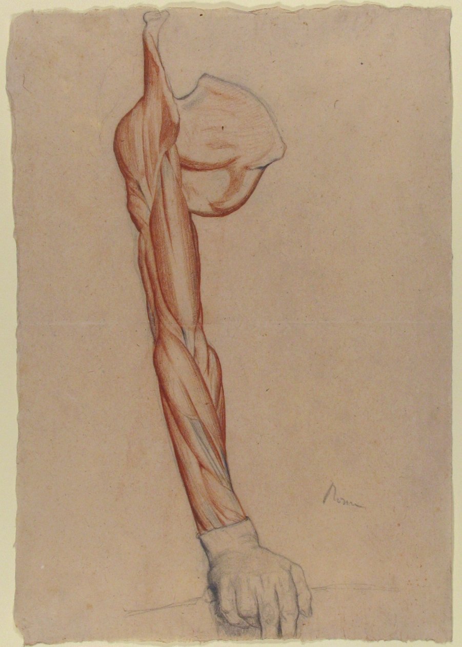 Ecorché: brazo derecho y omóplato con la mano derecha intacta de Edgar Degas