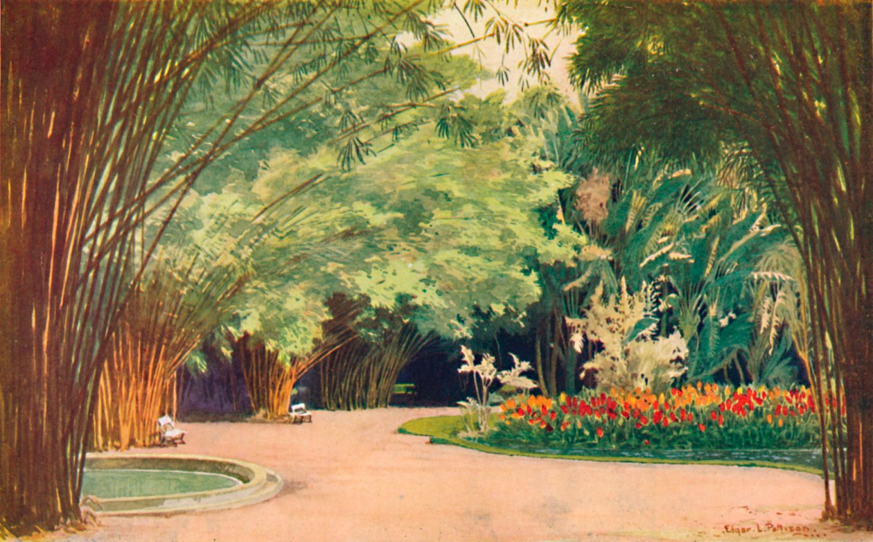 Un bosque de bambú - Jardines Botánicos, 1914 de Edgar L. Pattison