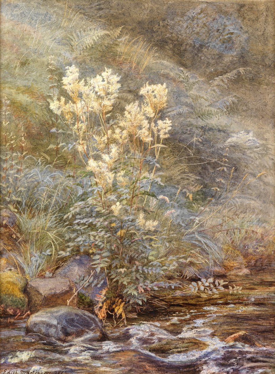 Reina de los prados junto a un arroyo, Invernesshire, c.1883 de Edith Martineau