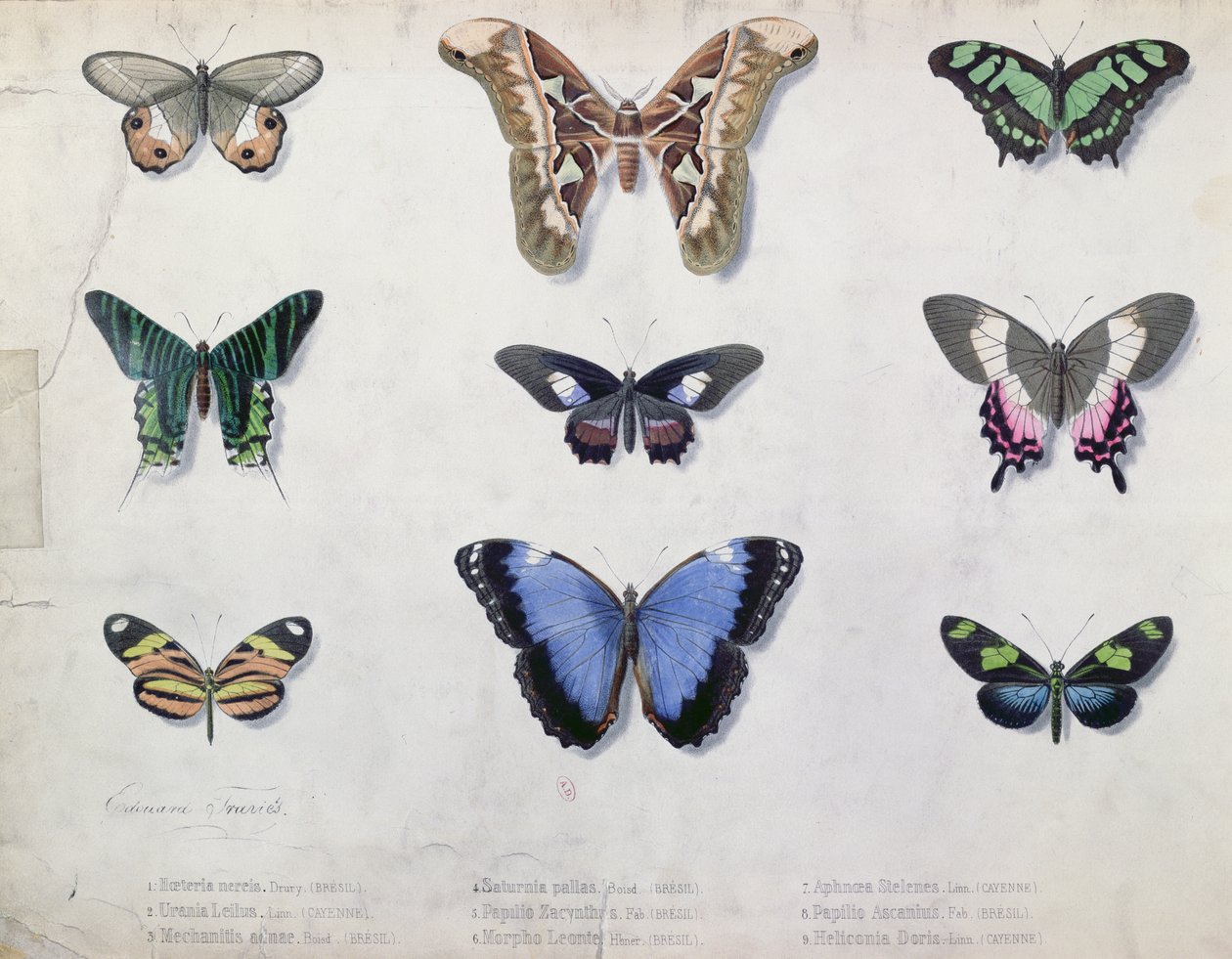 Mariposas de Brasil y Guyana, mediados del siglo XIX de Edouard Travies