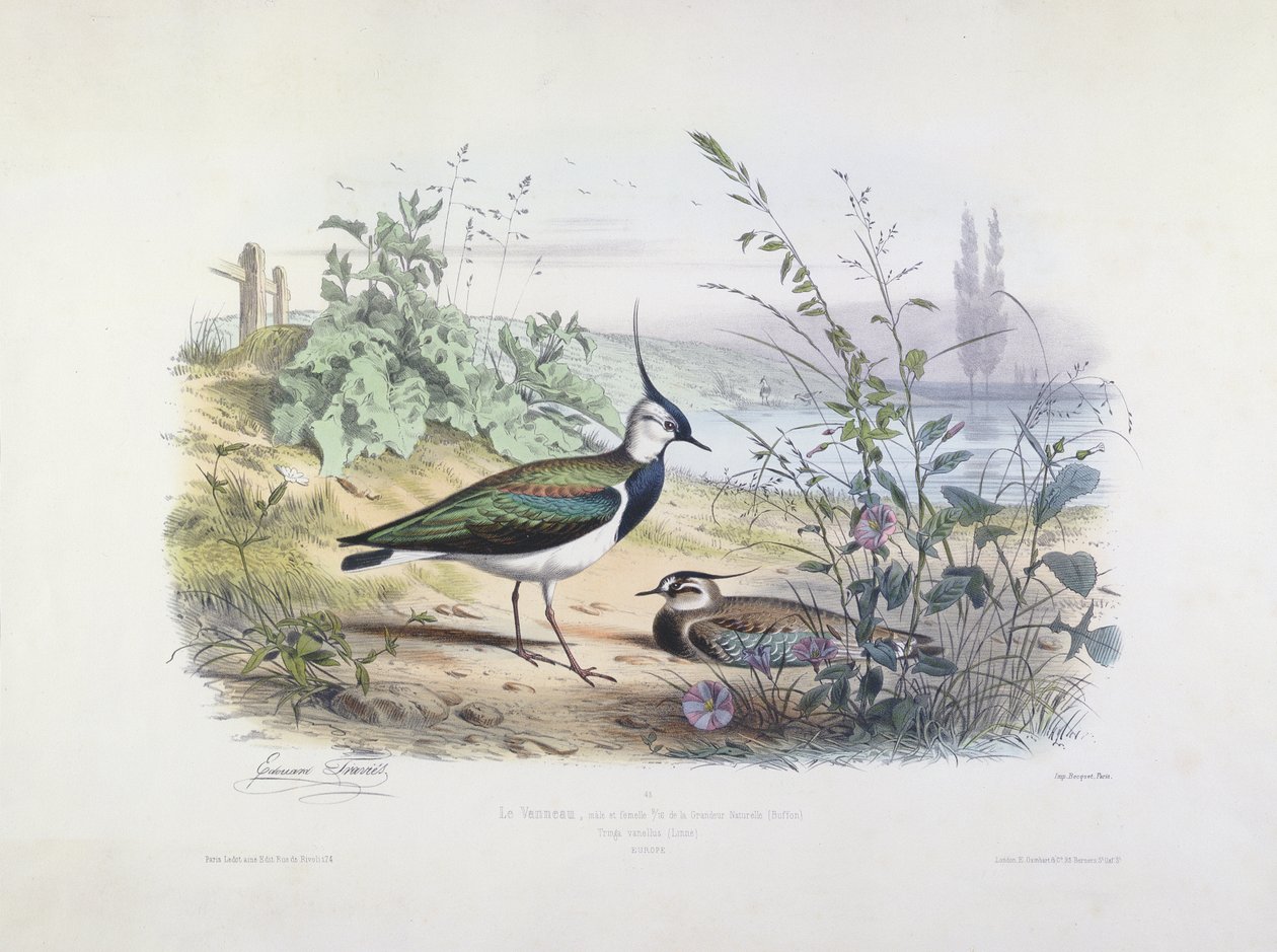 Avefría Hembra y Macho de Edouard Travies
