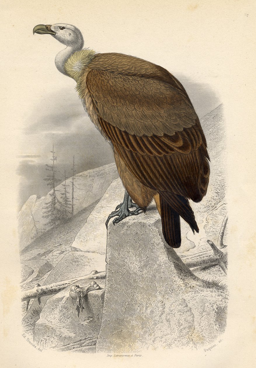 El buitre cervatillo de Edouard Travies