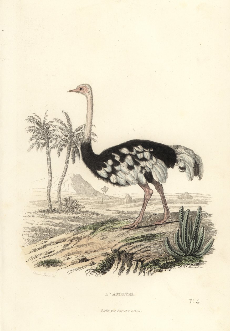 Avestruz común, Struthio camelus. de Edouard (after) Travies