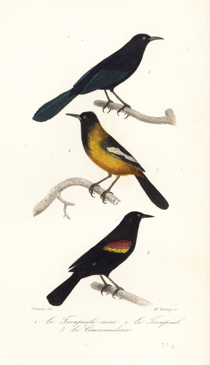 Grajilla antillana mayor, oropéndola de Audubon y negra de alas rojas de Edouard (after) Travies