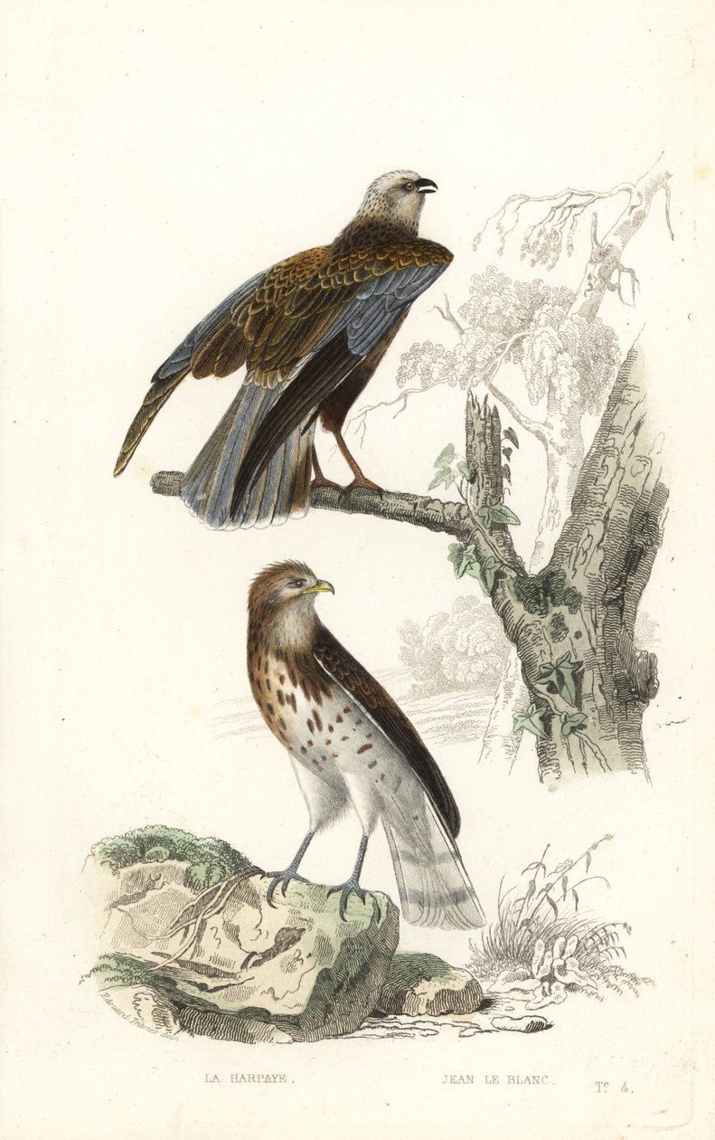 Aguilucho lagunero occidental y águila culebrera. de Edouard (after) Travies