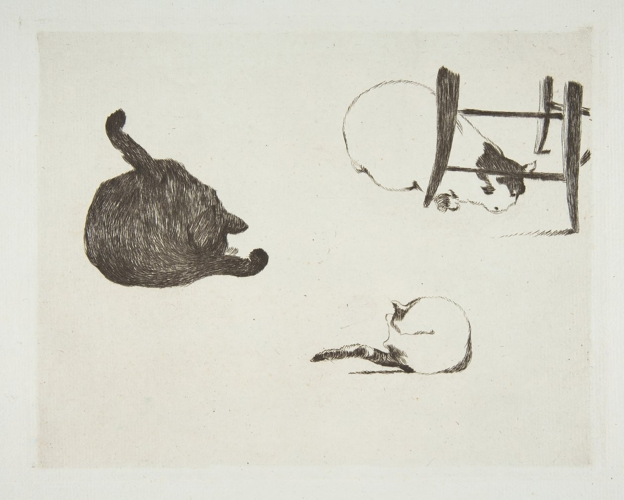 Gatos, 1868-69 de Édouard Manet