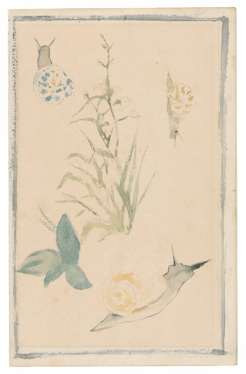 Bocetos de caracoles, planta con flores de Édouard Manet