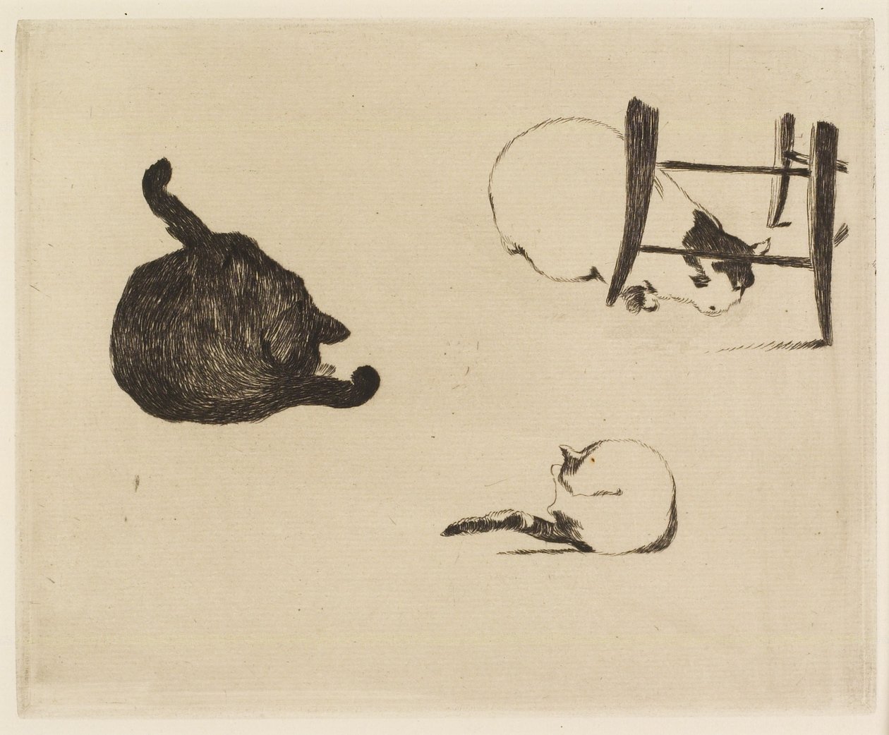 Los Gatos de Édouard Manet