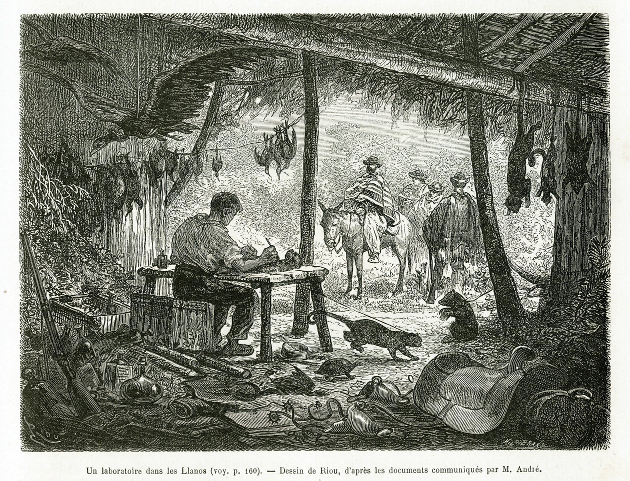 Un laboratorio de taxidermia en la selva virgen, en la región de Llanos (Colombia), dibujo de Riou, para ilustrar la historia de América Equinoccial (Colombia, Ecuador, Perú), en 1875-1876, por Ed. André, misión de viaje encargada por el gobierno francés.  de Edouard Riou