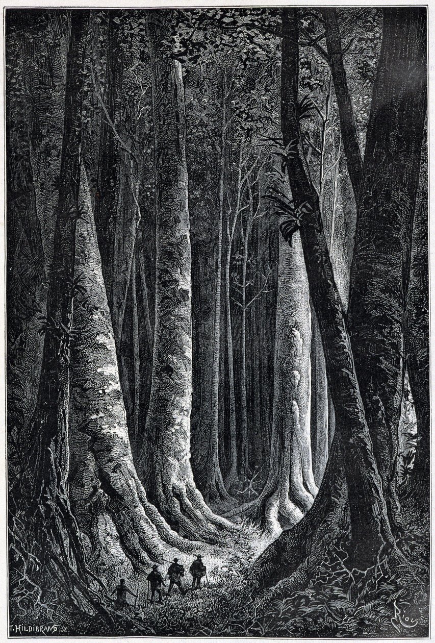 Bosque de la Guayana Francesa, dibujo de Riou, “Le Tour du Monde”, 2º semestre de 1879 de Edouard Riou