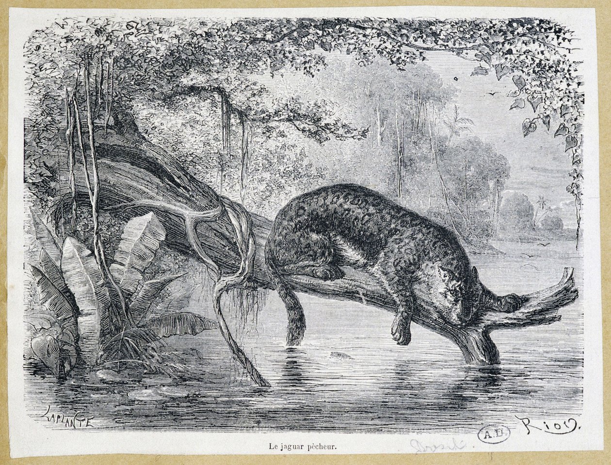 Jaguar observando su presa en un tronco sobre el agua - grabado del siglo XIX de Edouard Riou