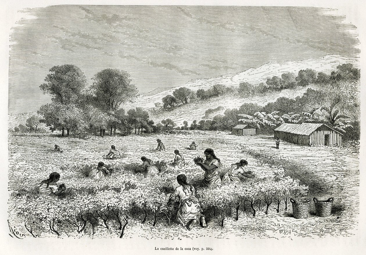 Recolección de hojas de coca en el Valle de Ituata, dibujo de E.Riou, para ilustrar el viaje en la región del Titicaca y los valles del este del Bajo Perú, en 1873 por Paul Marcoy. Grabado en Le tour du monde de Edouard Riou