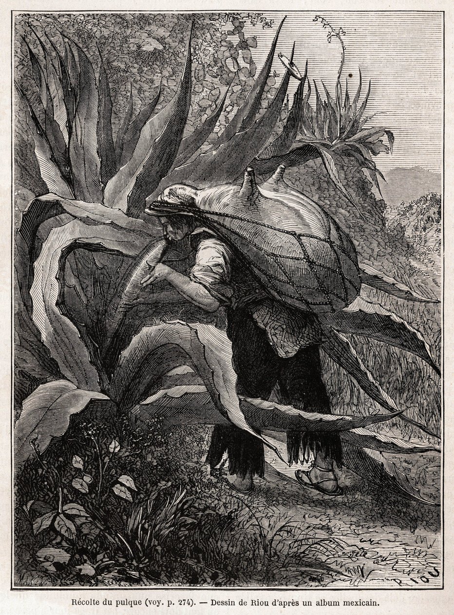 La recolección de pulque, una bebida tradicional azteca, resultado de la fermentación del agave pulquero, dibujo de Riou, para ilustrar el viaje a México de E. Vigneaux, en 1854-1855. Grabado en “Le tour du monde”, editado por Edouard Cha de Edouard Riou