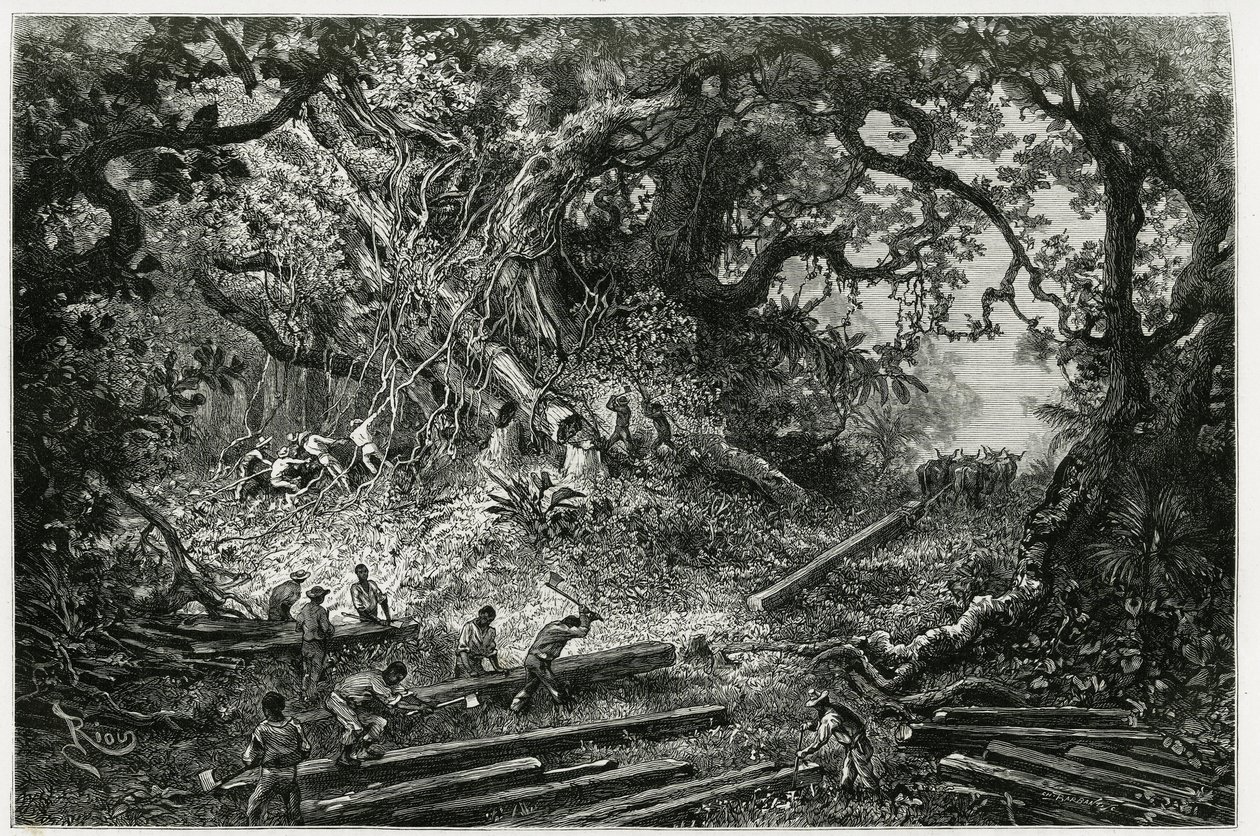 La explotación de caoba en los bosques de los Andes. Grabado por Riou, para ilustrar la historia "Viaje a Yucatán y la Tierra de los Lacandones", en 1882, por Désiré Charnay (1828-1915) arqueólogo y fotógrafo. Publicado en Le Tour du monde de Edouard Riou