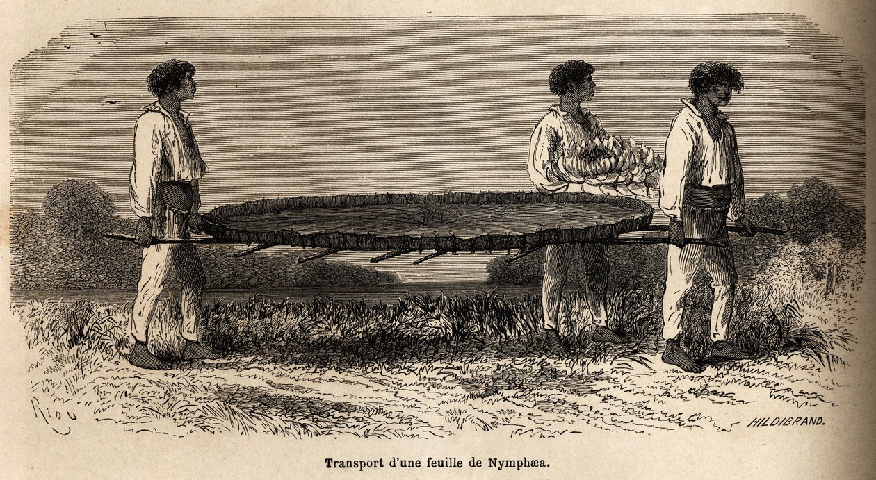 Transporte de una hoja y una flor de nenúfar del Lago Nuna de Edouard Riou