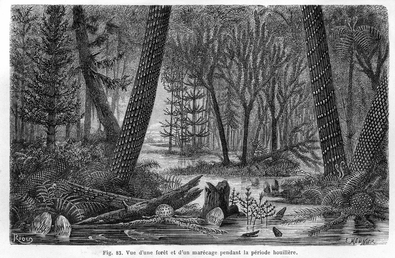 Vista de un bosque y un pantano del período carbonífero de Edouard Riou