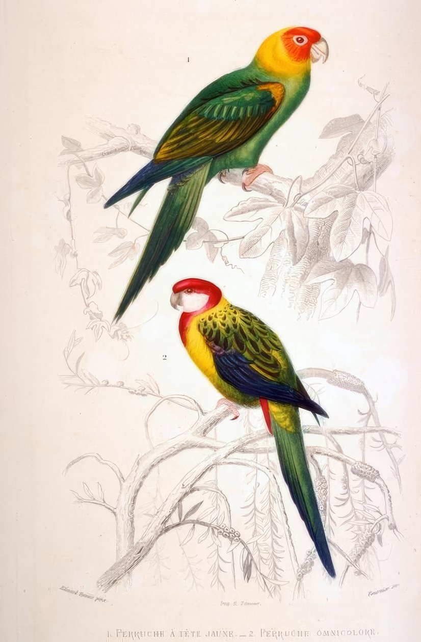 1. Perico de cabeza amarilla. 2. Perico multicolor de Edouard Travies