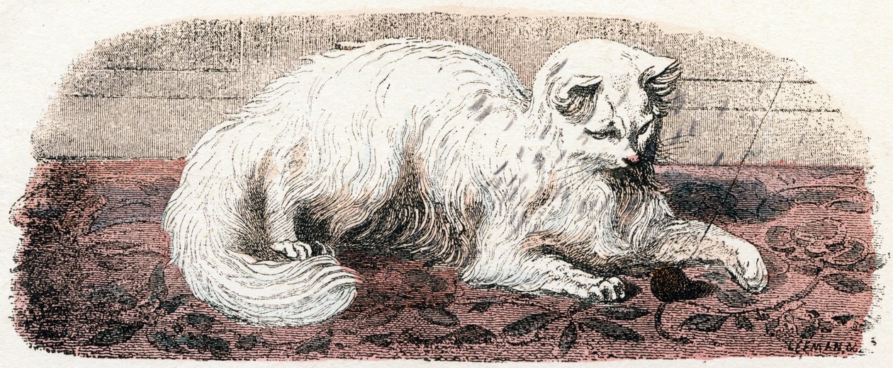 Gato de angora - " Alfabeto ilustra animales" siglo XIX (grabado) de Edouard Travies