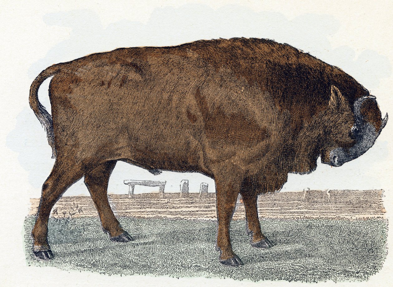 Aurochs (urauch o auroch) - " Alfabeto ilustra animales" siglo XIX (grabado) de Edouard Travies