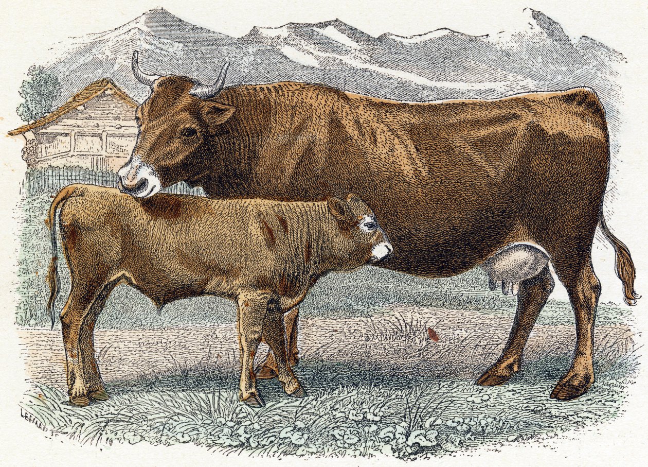 Vaca ternera - " Alfabeto ilustra animales" siglo XIX (grabado) de Edouard Travies