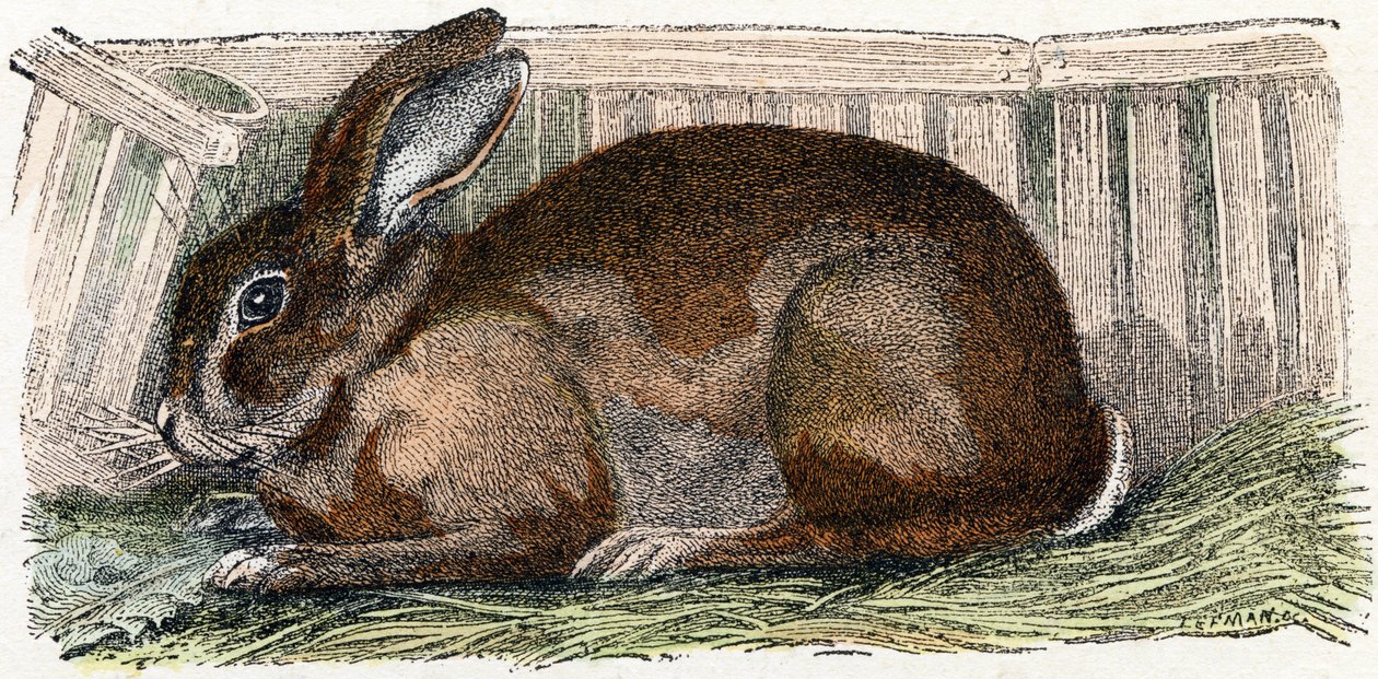 Conejo doméstico- " Alfabeto ilustra animales" siglo XIX (grabado) de Edouard Travies