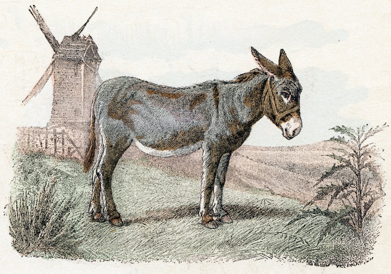 Burro de "Abecedario ilustrado de animales". de Edouard Travies