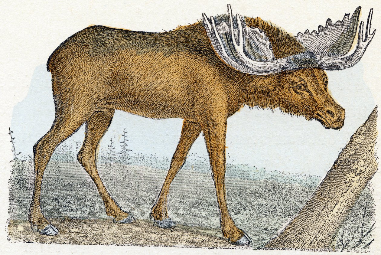 Elan- " Alfabeto ilustra animales" siglo XIX (grabado) de Edouard Travies
