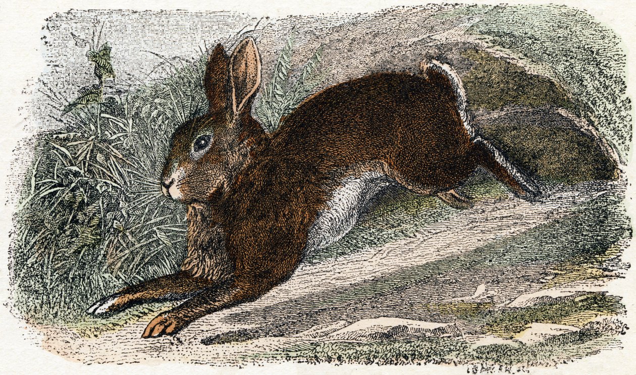 Conejo Garenne- " Alfabeto ilustra animales" siglo XIX (grabado) de Edouard Travies
