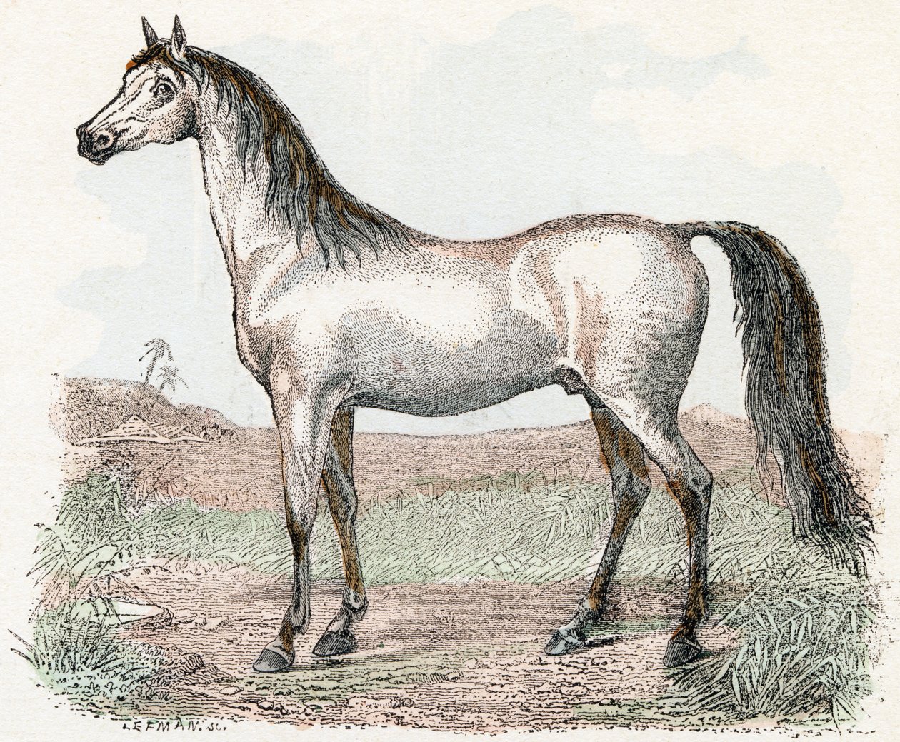 Caballo- " Alfabeto ilustra animales" siglo XIX (grabado) de Edouard Travies