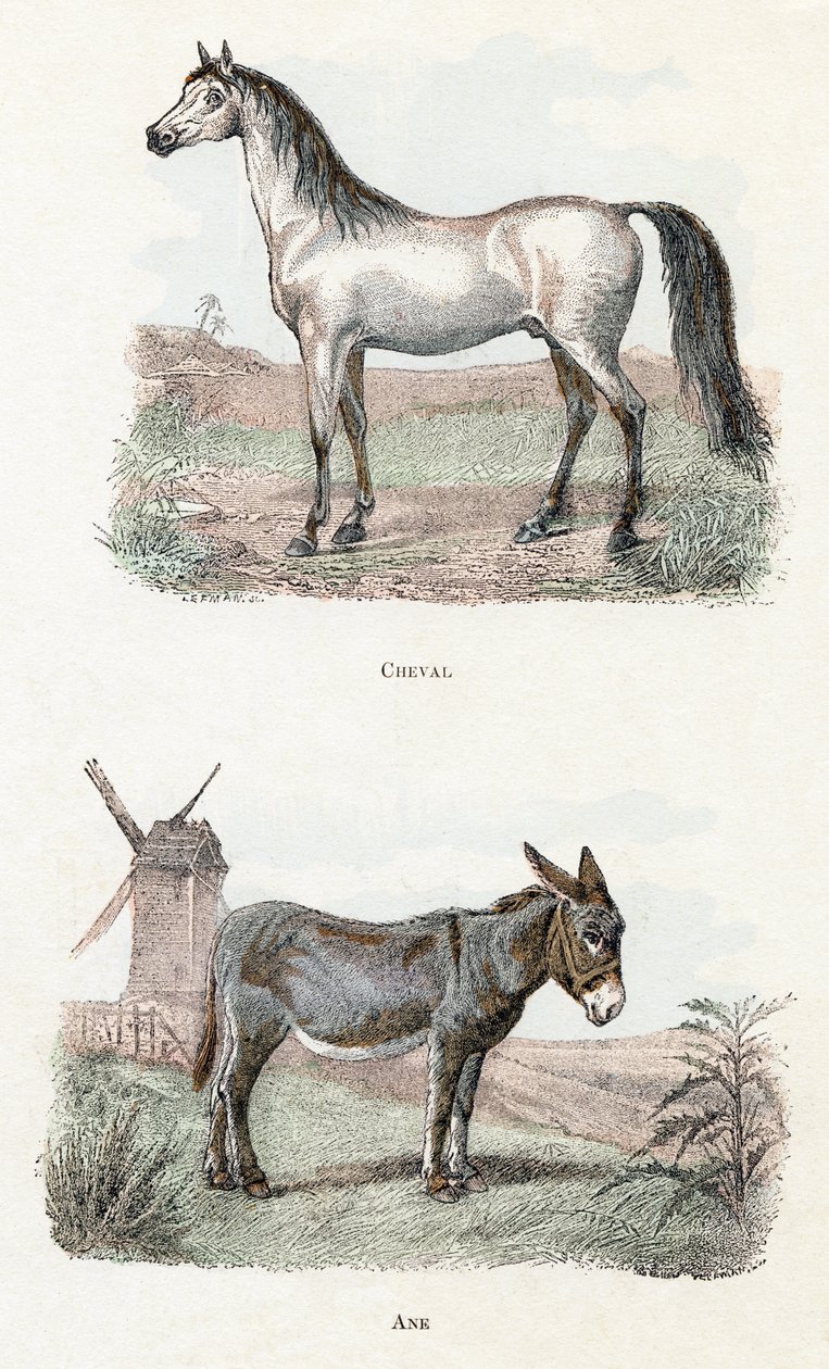Caballo y burro- " Alfabeto ilustra animales" siglo XIX (grabado) de Edouard Travies