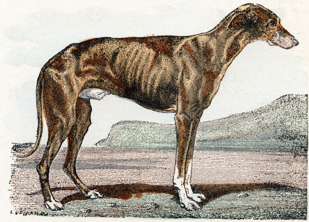 Levrier (perro)- " Alfabeto ilustra animales" siglo XIX (grabado) de Edouard Travies