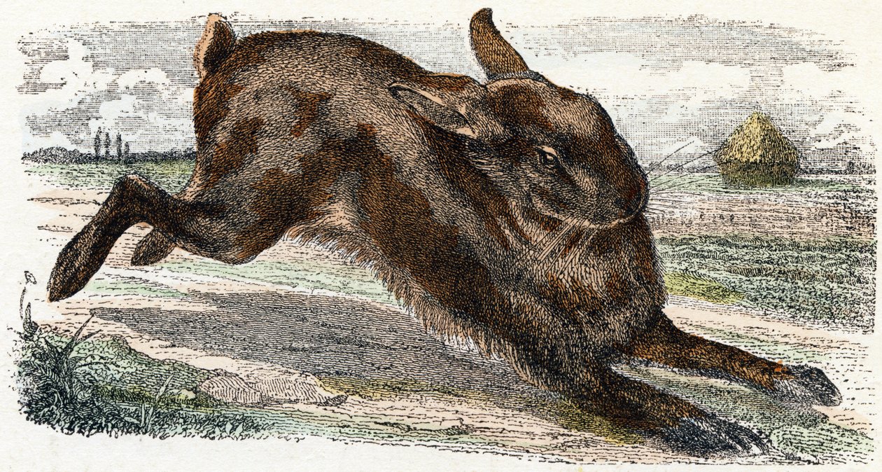 Lievre- " Alfabeto ilustra animales" siglo XIX (grabado) de Edouard Travies