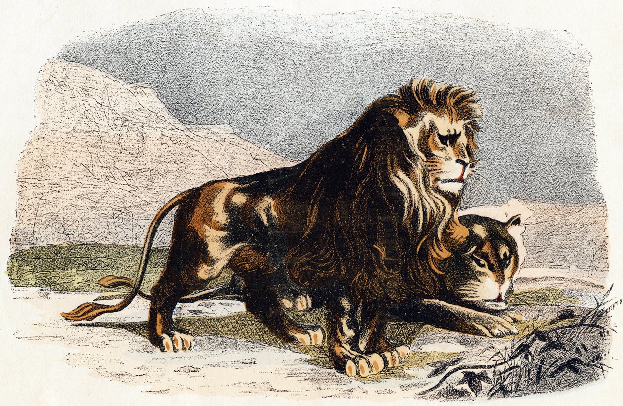 León y leona- " Alfabeto ilustra animales" siglo XIX (grabado) de Edouard Travies