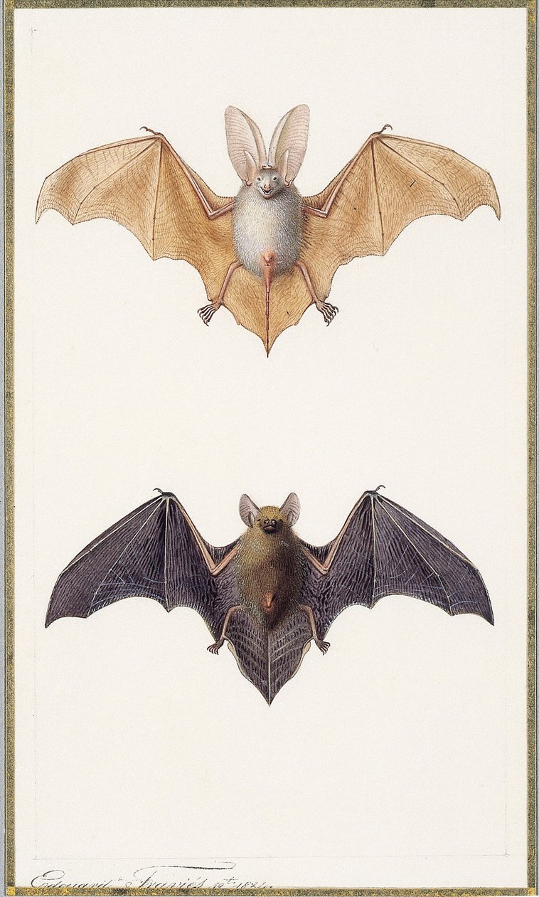 Murciélago de orejas largas y un murciélago común, 1834 de Edouard Travies