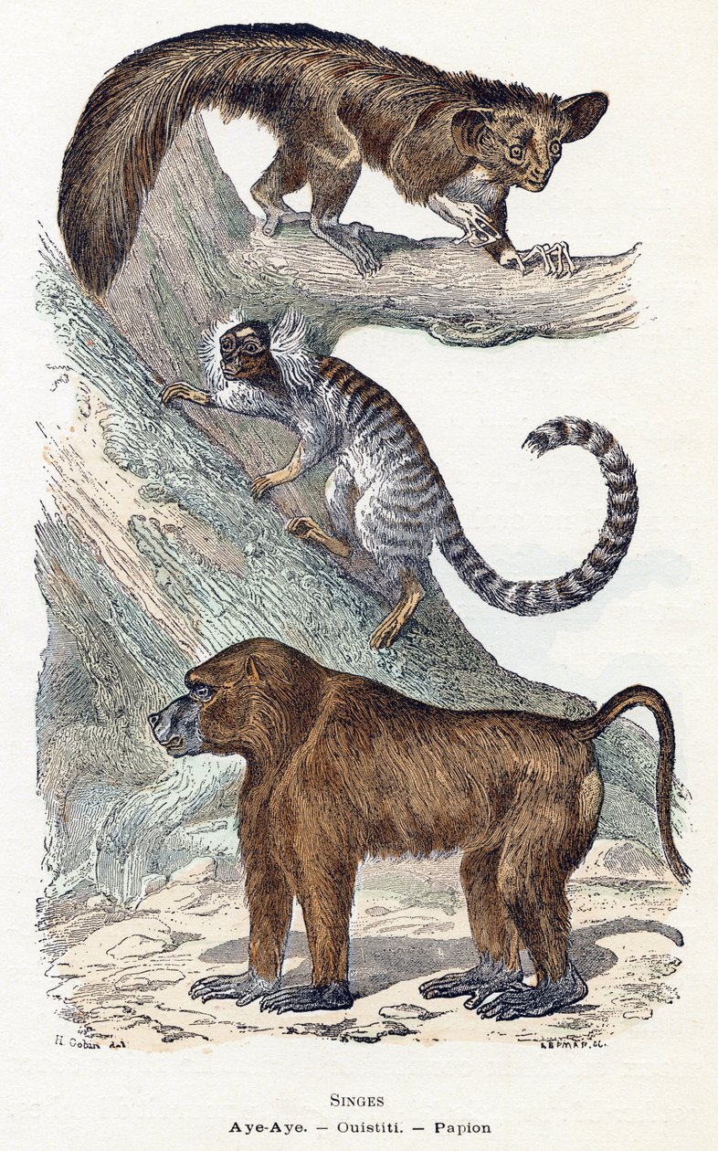 Monos - " Alfabeto ilustra animales" siglo XIX (grabado) de Edouard Travies