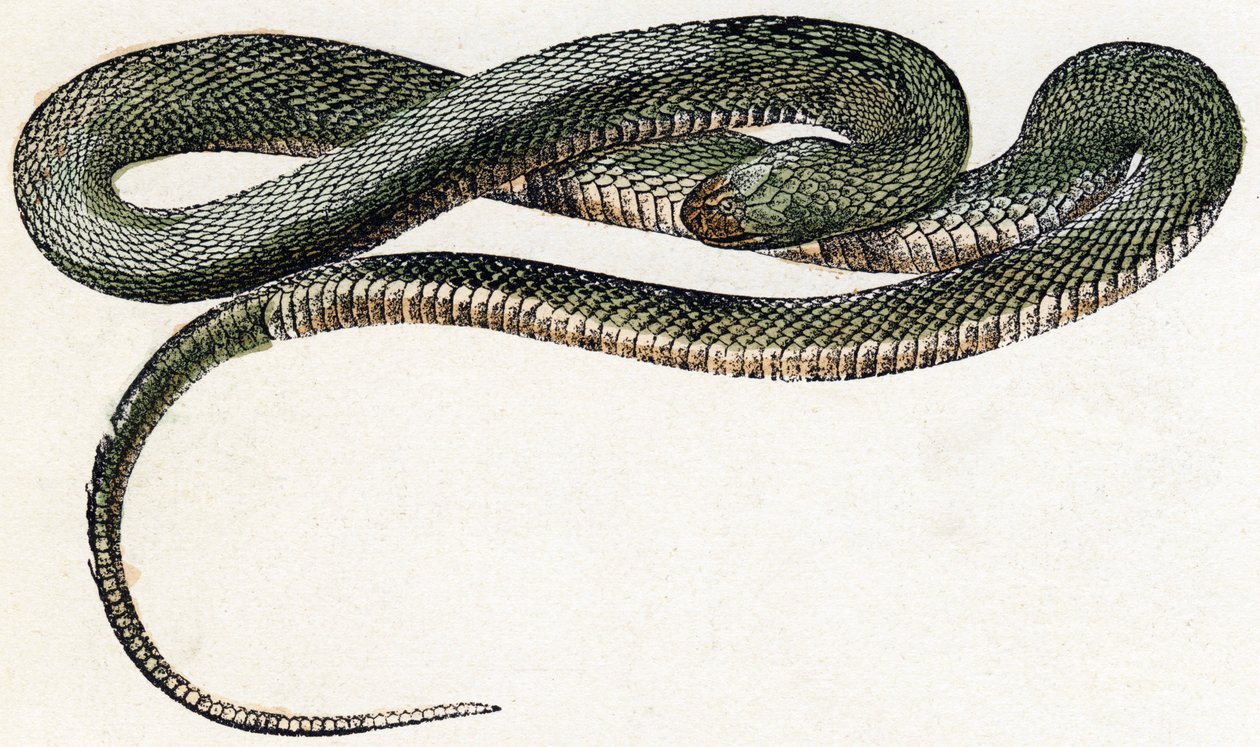 Naja (serpiente) - " Alfabeto ilustra animales" siglo XIX (grabado) de Edouard Travies