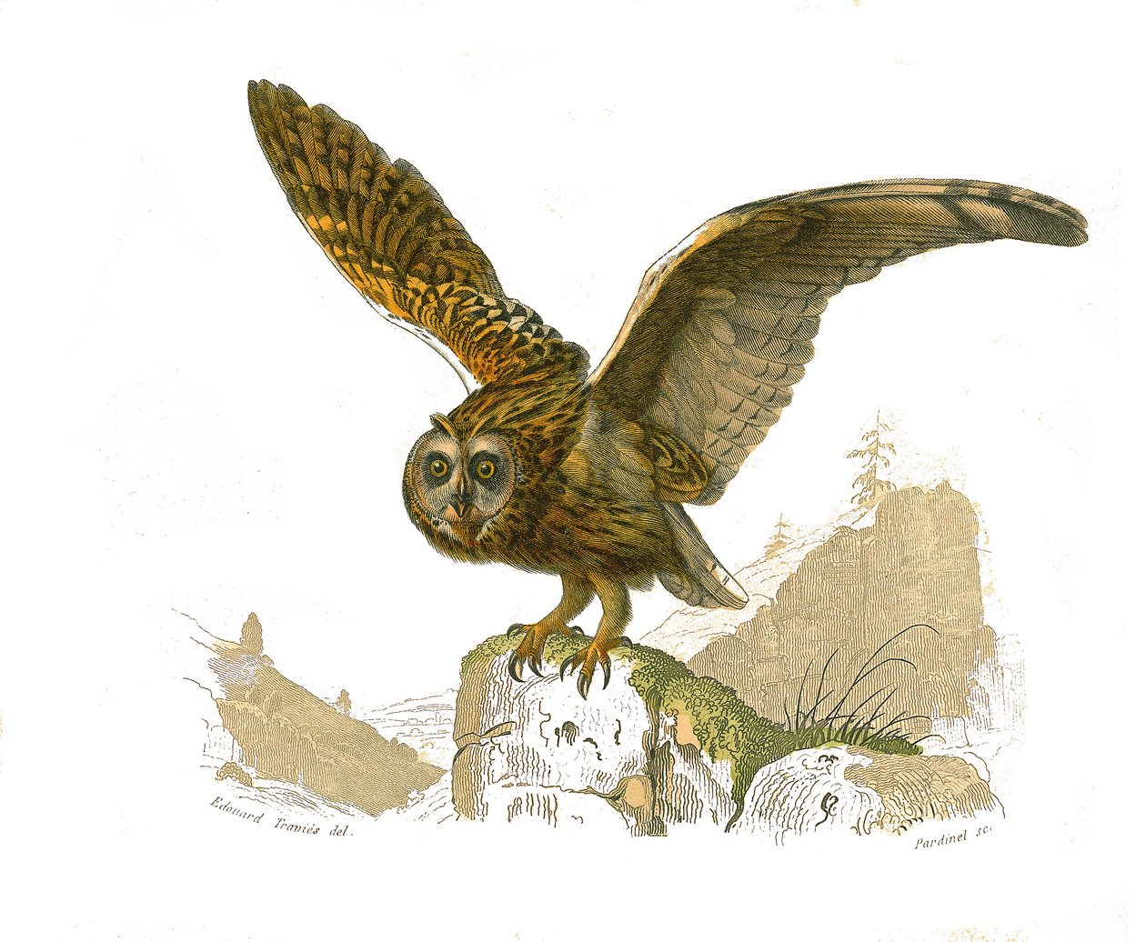 Tabla de Historia Natural: Tabla zoológica que representa a las aves rapaces diurnas. El búho. Placa extraída de los nueve volúmenes sobre aves en 