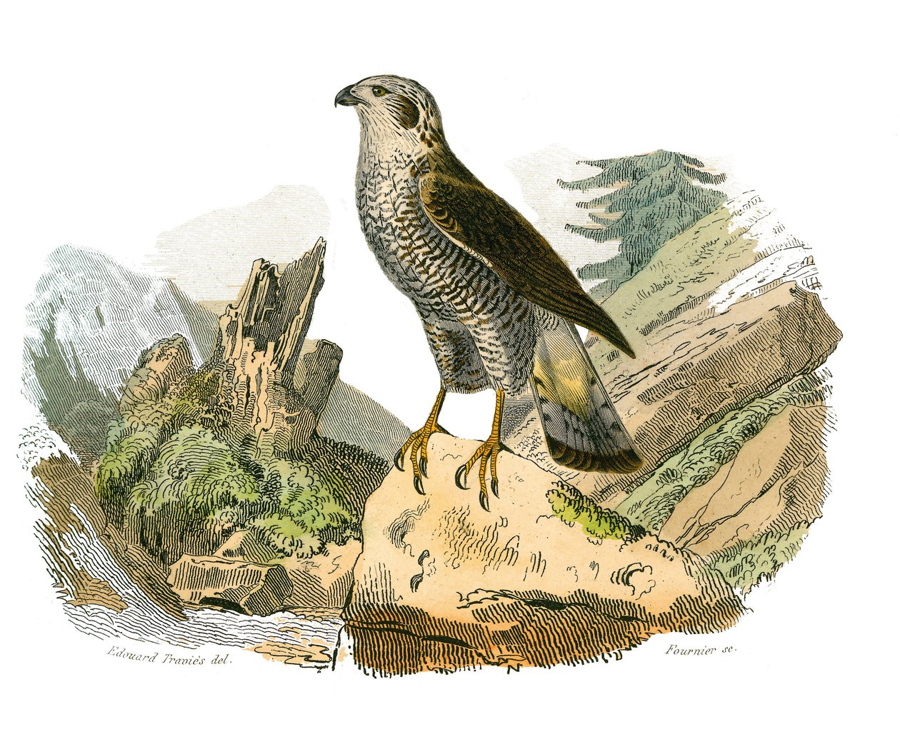 Historia natural: Tabla zoológica que representa aves rapaces nocturnas. El alrededor. Lámina extraída de los nueve volúmenes sobre aves en 