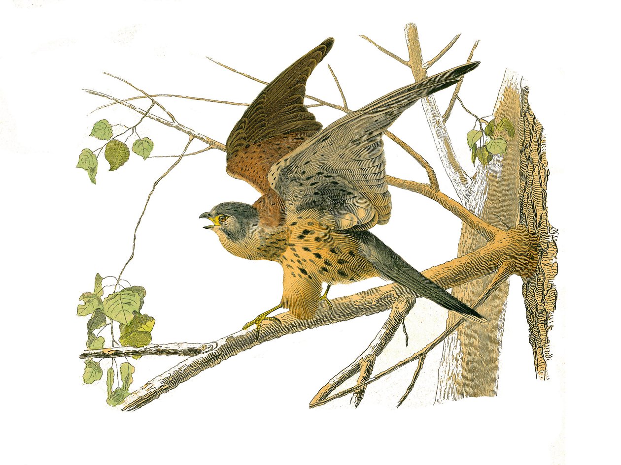 Tabla de Historia Natural: Tabla zoológica que representa aves rapaces nocturnas. El cernícalo. Lámina extraída de los nueve volúmenes sobre aves en “Obras completas de Buffon” escritas por el naturalista Georges Louis Leclerc, Conde de Buffon (1707-1788)  de Edouard Travies