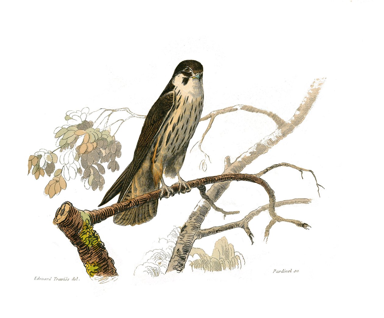 Historia natural: Tabla zoológica que representa aves rapaces nocturnas. El hobereau. Lámina extraída de los nueve volúmenes sobre aves en 