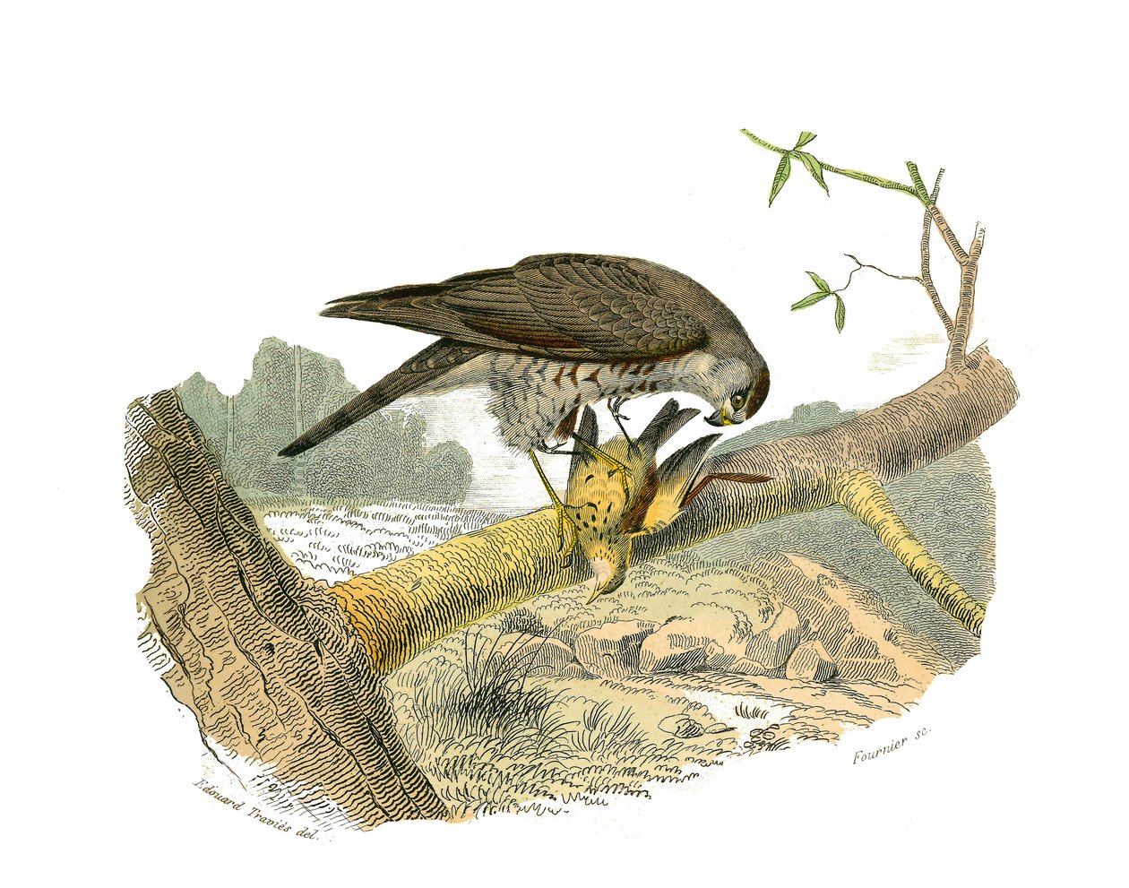 Lámina de historia natural: Lámina zoológica que representa aves rapaces nocturnas. El halcón. Lámina extraída de los nueve volúmenes sobre aves en 