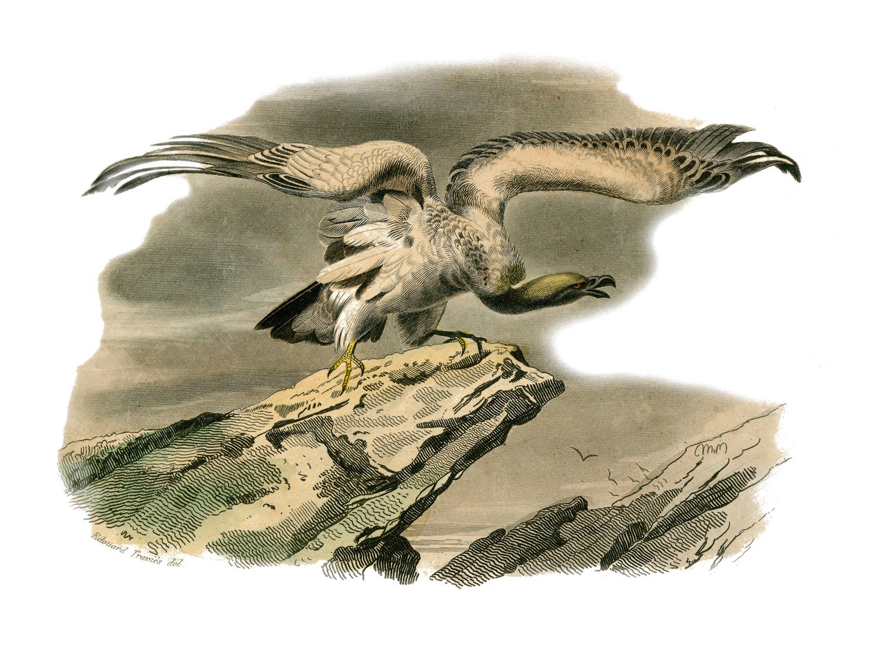 Tabla de Historia Natural: Tabla zoológica que representa aves rapaces nocturnas. El percnoptero. Lámina extraída de los nueve volúmenes sobre aves en “Obras completas de Buffon” escritas por el naturalista Georges Louis Leclerc, Conde de Buffon (1707-1788 de Edouard Travies