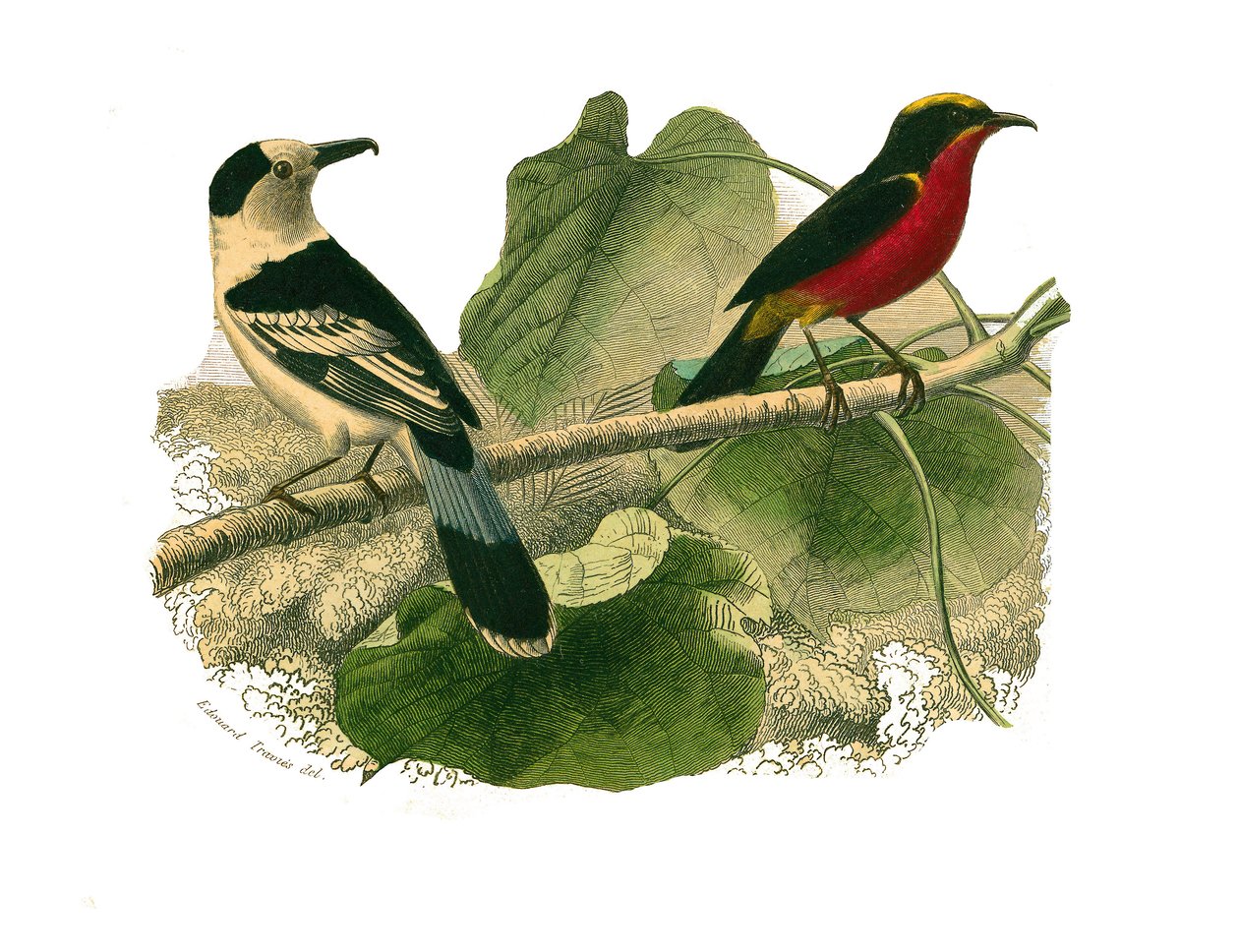 Tabla de historia natural: Tabla zoológica que representa aves de presa nocturnas. El vanga y el gonolek. Placa extraída de los nueve volúmenes sobre aves en 