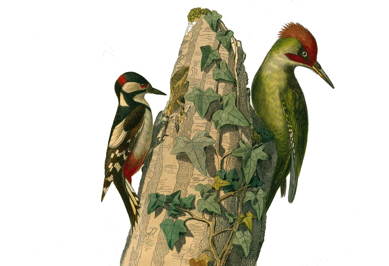 Lámina de historia natural: Lámina zoológica que representa trepadores. El epeiche y el pájaro carpintero verde tienen la cabeza roja (pico verde). Lámina extraída de los nueve volúmenes sobre aves en 