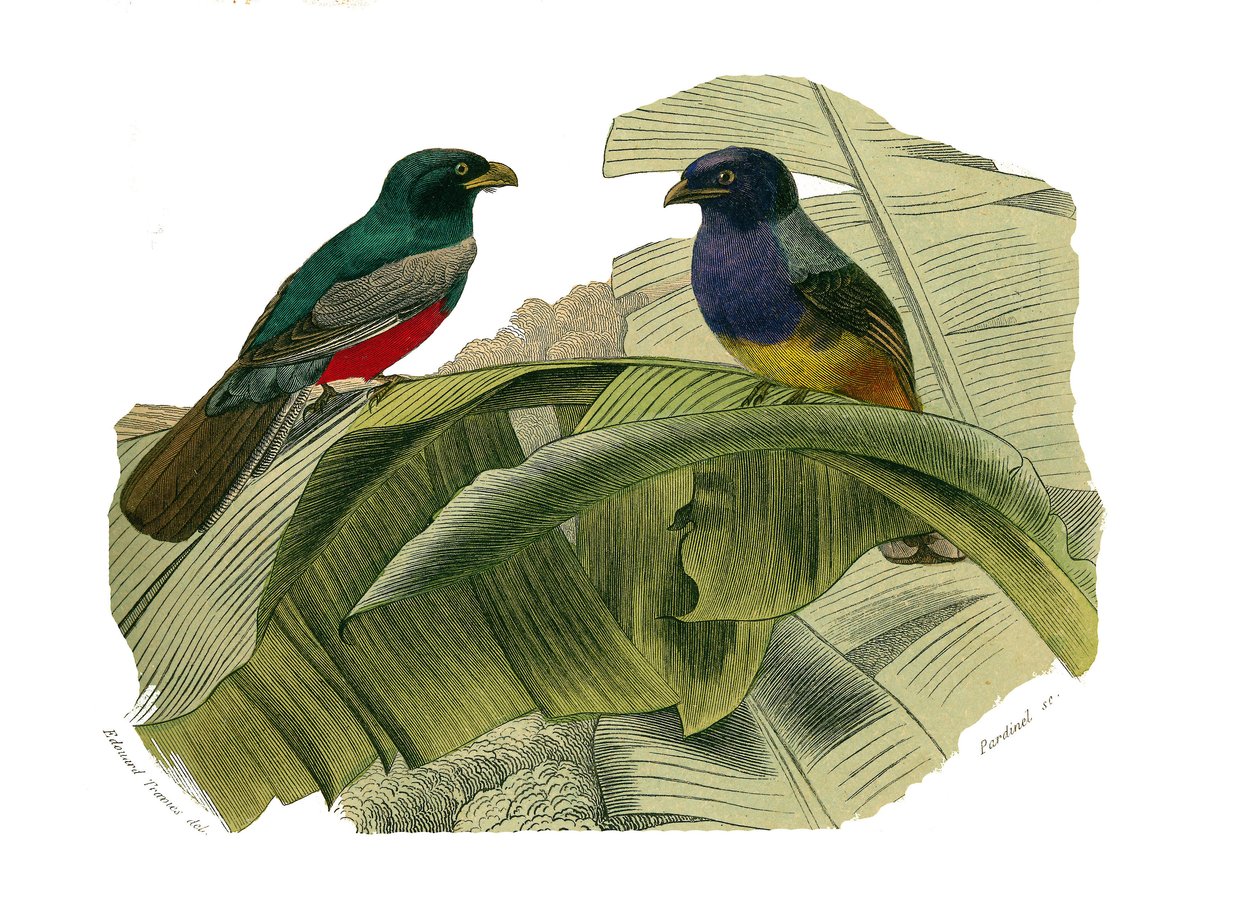 Tabla de Historia Natural: Tabla zoológica que representa trepadores. El vientre rojo y el vientre amarillo. Placa extraída de los nueve volúmenes sobre aves en “Obras completas de Buffon” escritas por el naturalista Georges Louis Leclerc, Conde de Buffon  de Edouard Travies