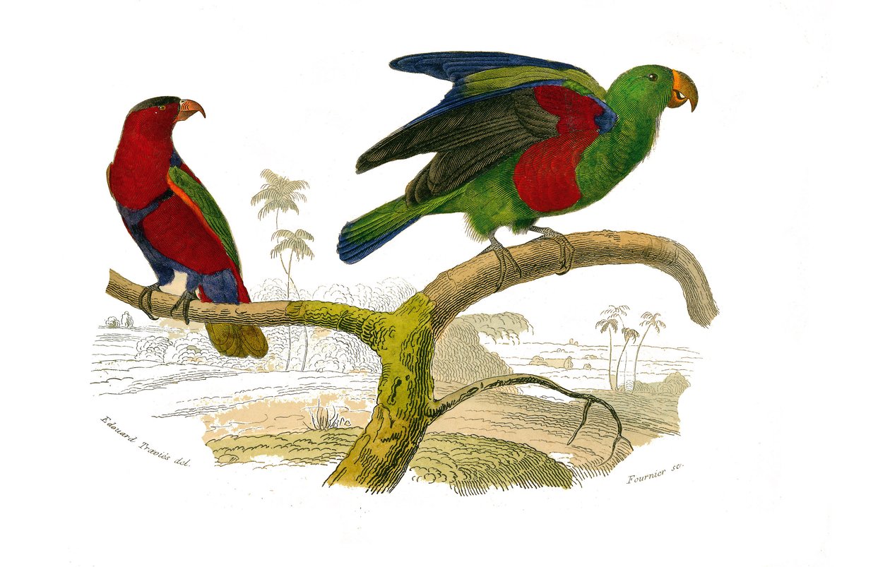 Tabla zoológica que representa trepadores. El lori tricolor y el loro verde. Lámina extraída de los nueve volúmenes sobre aves en 